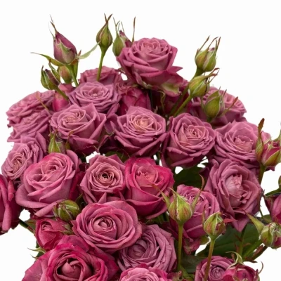 Fialová růže trsová PURPLE QUEEN