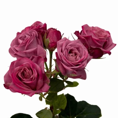 Fialová růže trsová PURPLE QUEEN