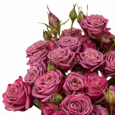 Fialová růže trsová PURPLE QUEEN