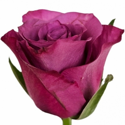 Fialová růže VIOLET HILL