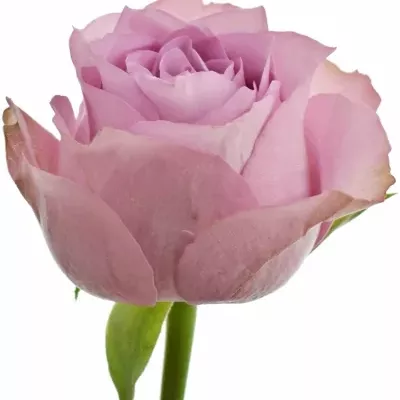 Fialová růže WHATEVER 60cm (M)