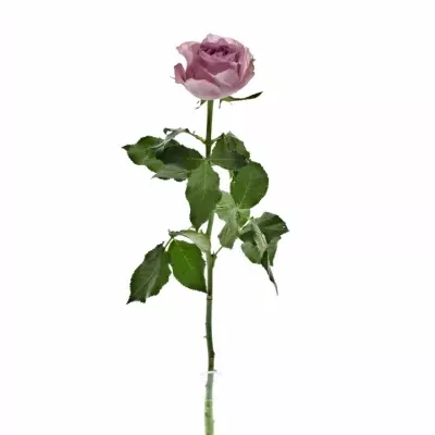 Fialová růže WHATEVER 60cm (M)