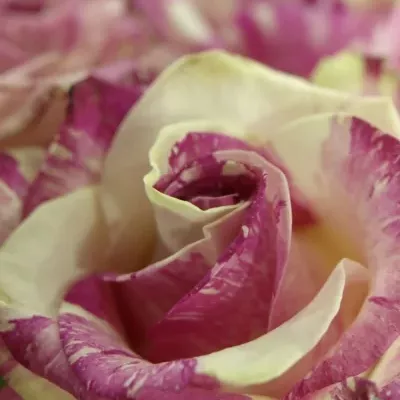 Růžovokrémová růže FREAKY AVALANCHE+