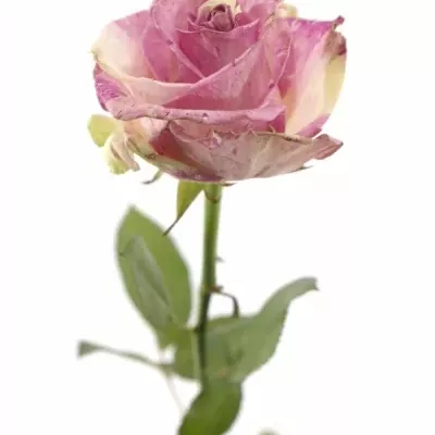 Růžovokrémová růže FREAKY AVALANCHE+