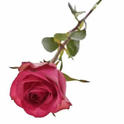 Fialovobílá růže ISADORA 90cm