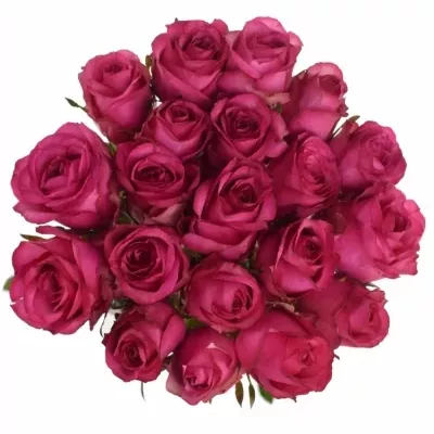 Fialovobílá růže ISADORA 90cm
