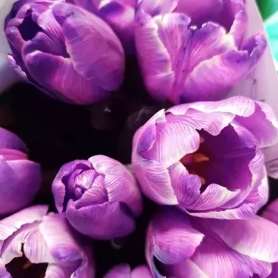 Tulipán barvený ANTARCTICA PURPLE 38cm/36g