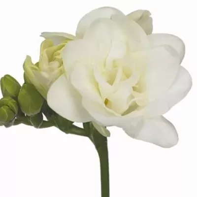 Frézie DU VENTURA 50cm/15g