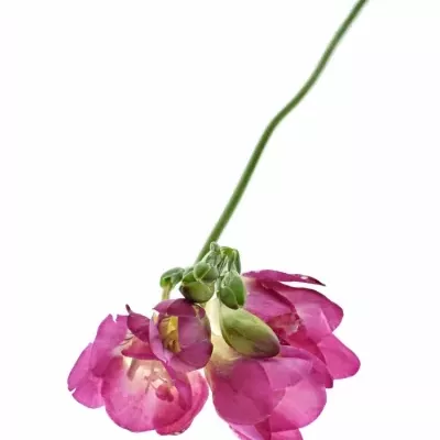 Frésie DU PINK FOUNTAIN 50cm/17g