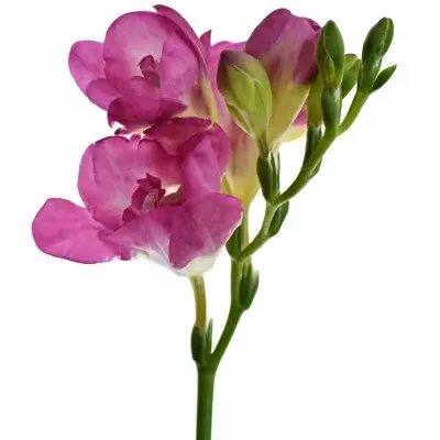 Frézie DU PINK FOUNTAIN 50cm/17g