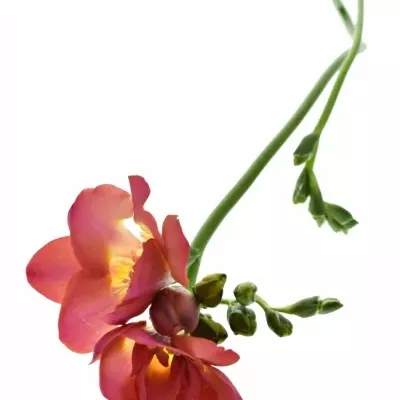 Frésie DU RED BELL 50cm/30g