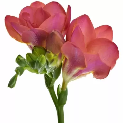 Frézie DU RED BELL 50cm/30g