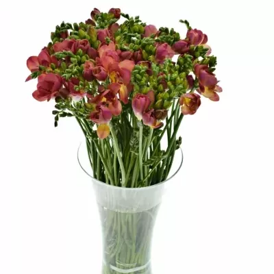 Frésie DU RED BELL 50cm/30g