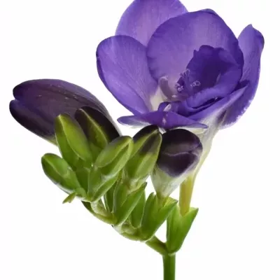 Frézie DU TAVIRA 50cm/18g