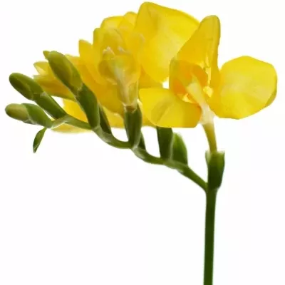 Frézie EN SARNIA 50cm/15g