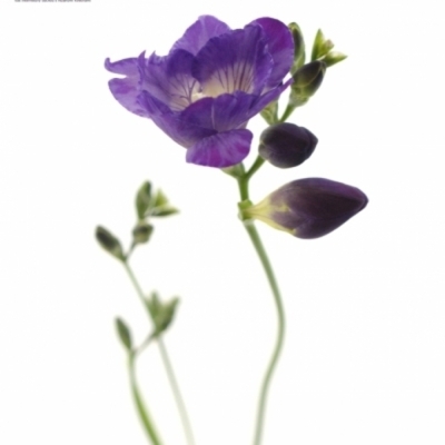 FRESSIA DU BLUE BAYOU