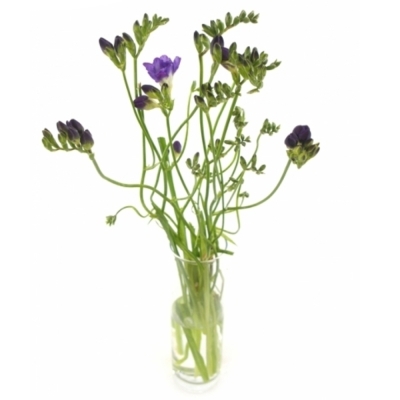 FRESSIA DU BLUE BAYOU