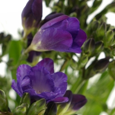 FRESSIA DU BLUE BAYOU