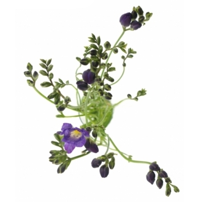 FRESSIA DU BLUE BAYOU