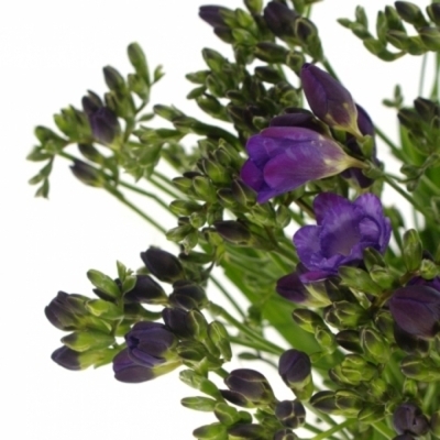 FRESSIA DU BLUE BAYOU