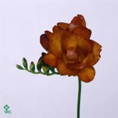 Frézie DU LADY BRUNET 52cm/13g