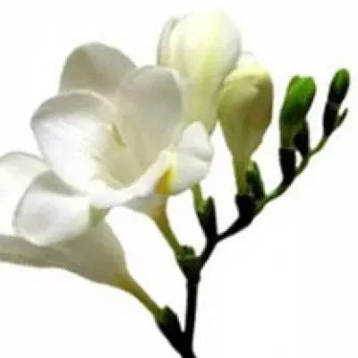 Frézie DU OREGON 58cm/22g