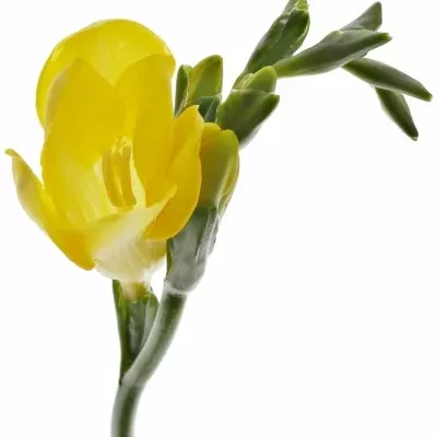 Frézie EN ALADIN 55cm/20g