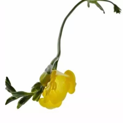 FRESSIA EN ALADIN 50cm/20g