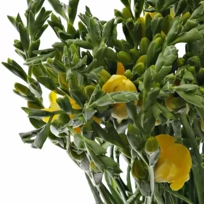 FRESSIA EN ALADIN 50cm/20g