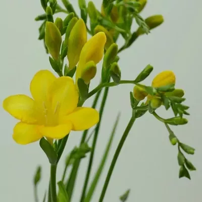 Frézie EN ALDERNEY 52cm/16g