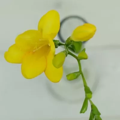 Frézie EN ALDERNEY 52cm/16g