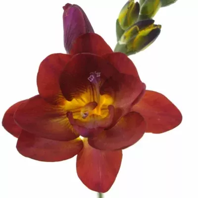 Frézie DU MARIANNE 58cm/17g