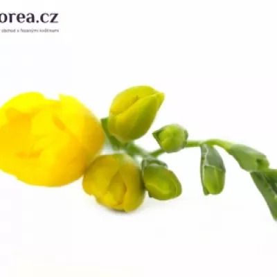 Frézie EN YELLOW 50cm/13g