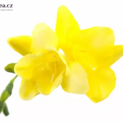 Frézie EN YELLOW 50cm/13g