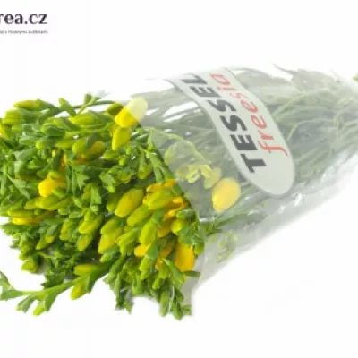 Frézie EN YELLOW 50cm/13g