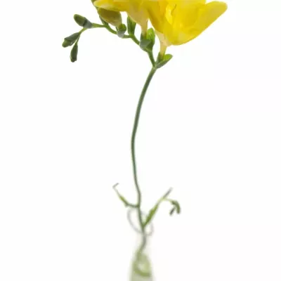 Frézie EN YELLOW 50cm/13g