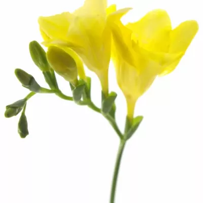 Frézie EN YELLOW 50cm/13g