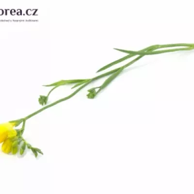 Frézie EN YELLOW 50cm/13g