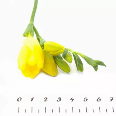 Frézie EN YELLOW 50cm/13g