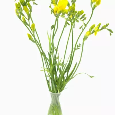 Frézie EN YELLOW 50cm/13g