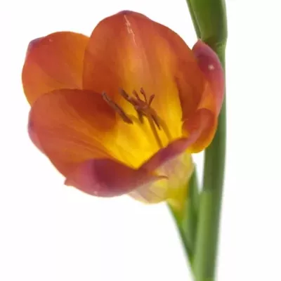 FRESSIA RUBINA RIVER