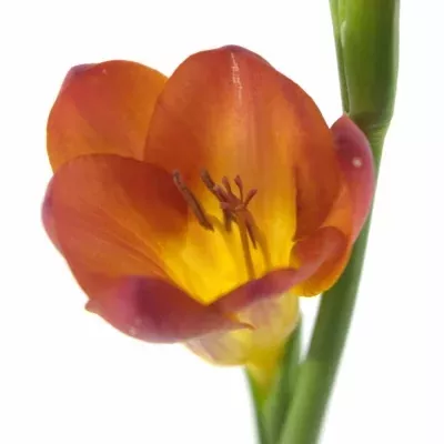 Frézie EN RUBINA RIVER 50cm/17g