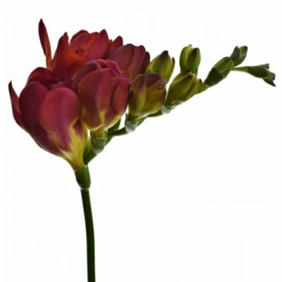 Frézie DU ADELE 50cm/17g