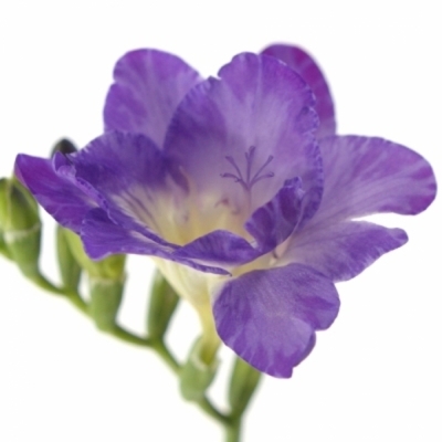 Frézie DU ALLURE 50 cm / 20 g