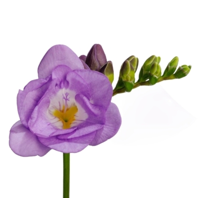 Frézie DU ALLURE 50 cm / 20 g