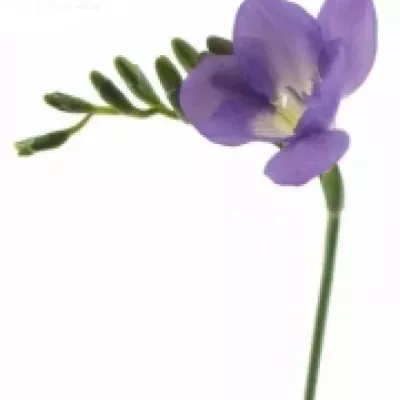 Frézie DU ANNECY 52cm/24g