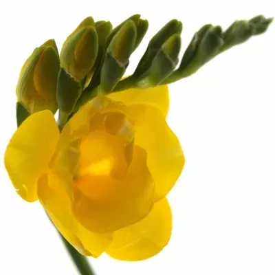 Frézie DU CLARISSA 52cm/14g