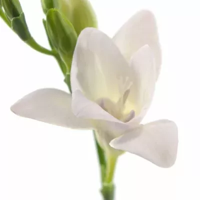 Frézie DU DIAMOND STAR 40cm/14g