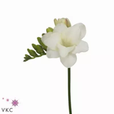 Frézie DU EMPIRE 44cm/35g