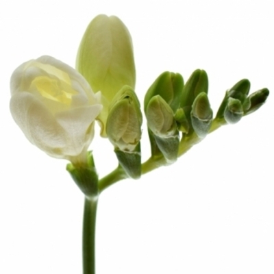 Frézie DU ESSENCE